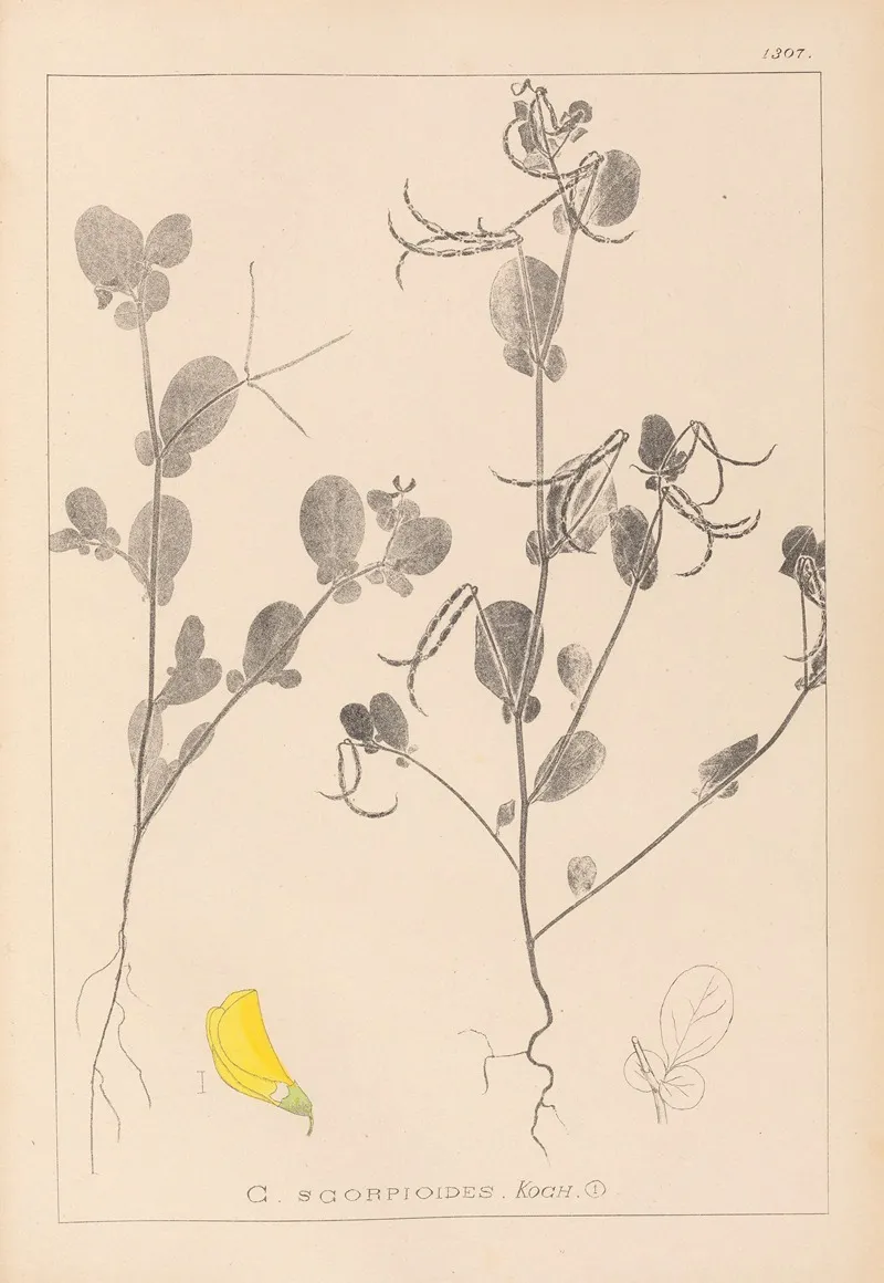 Herbier De La Flore Francaise Pl 0539 Wall Art by Louis Antoine Cusin - High-Resolution Digital Print