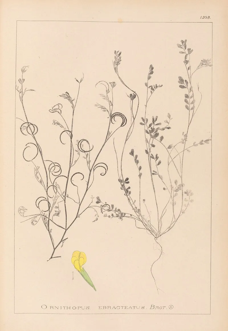 Herbier De La Flore Francaise Pl 0540 Wall Art by Louis Antoine Cusin - High-Resolution Digital Print