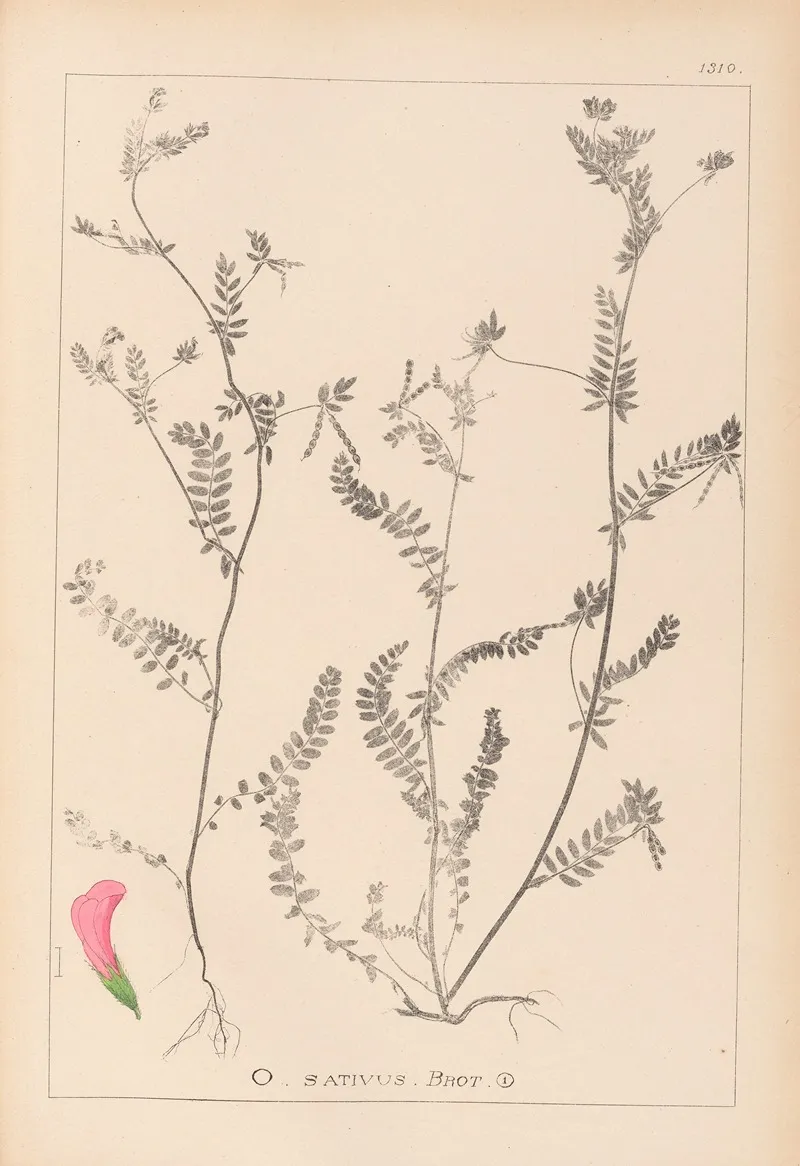 Herbier De La Flore Francaise Pl 0542 Wall Art by Louis Antoine Cusin - High-Resolution Digital Print