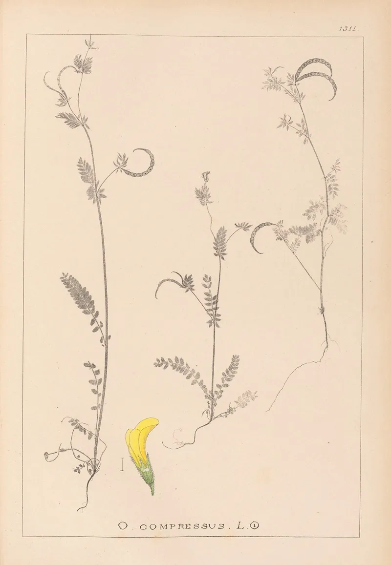 Herbier De La Flore Francaise Pl 0543 Wall Art by Louis Antoine Cusin - High-Resolution Digital Print