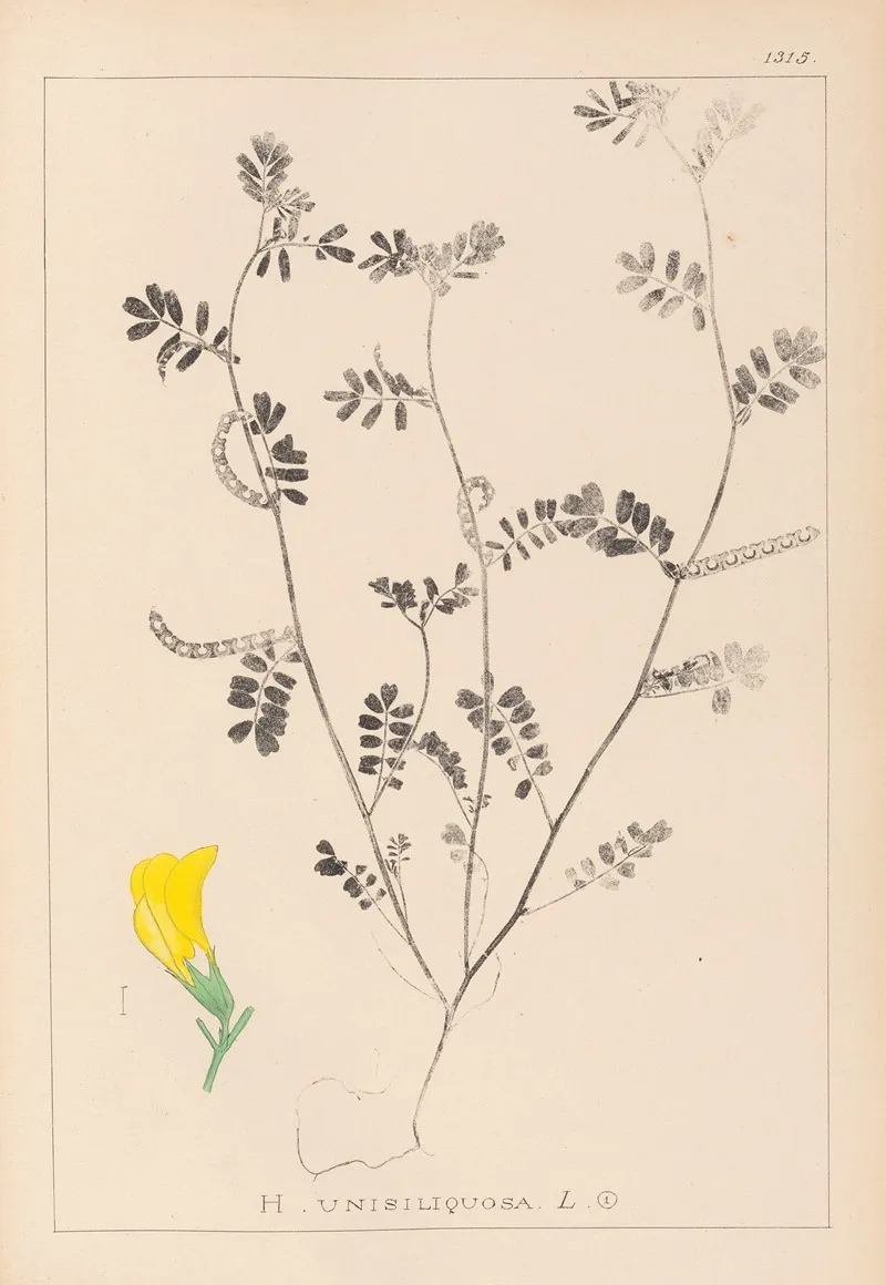 Herbier De La Flore Francaise Pl 0547 Wall Art by Louis Antoine Cusin - High-Resolution Digital Print