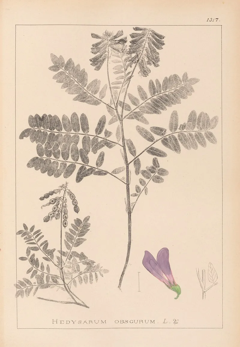 Herbier De La Flore Francaise Pl 0549 Wall Art by Louis Antoine Cusin - High-Resolution Digital Print