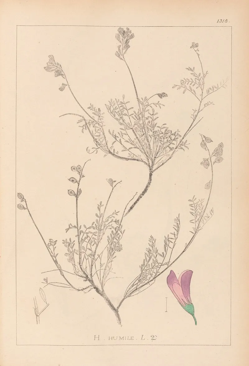 Herbier De La Flore Francaise Pl 0550 Wall Art by Louis Antoine Cusin - High-Resolution Digital Print