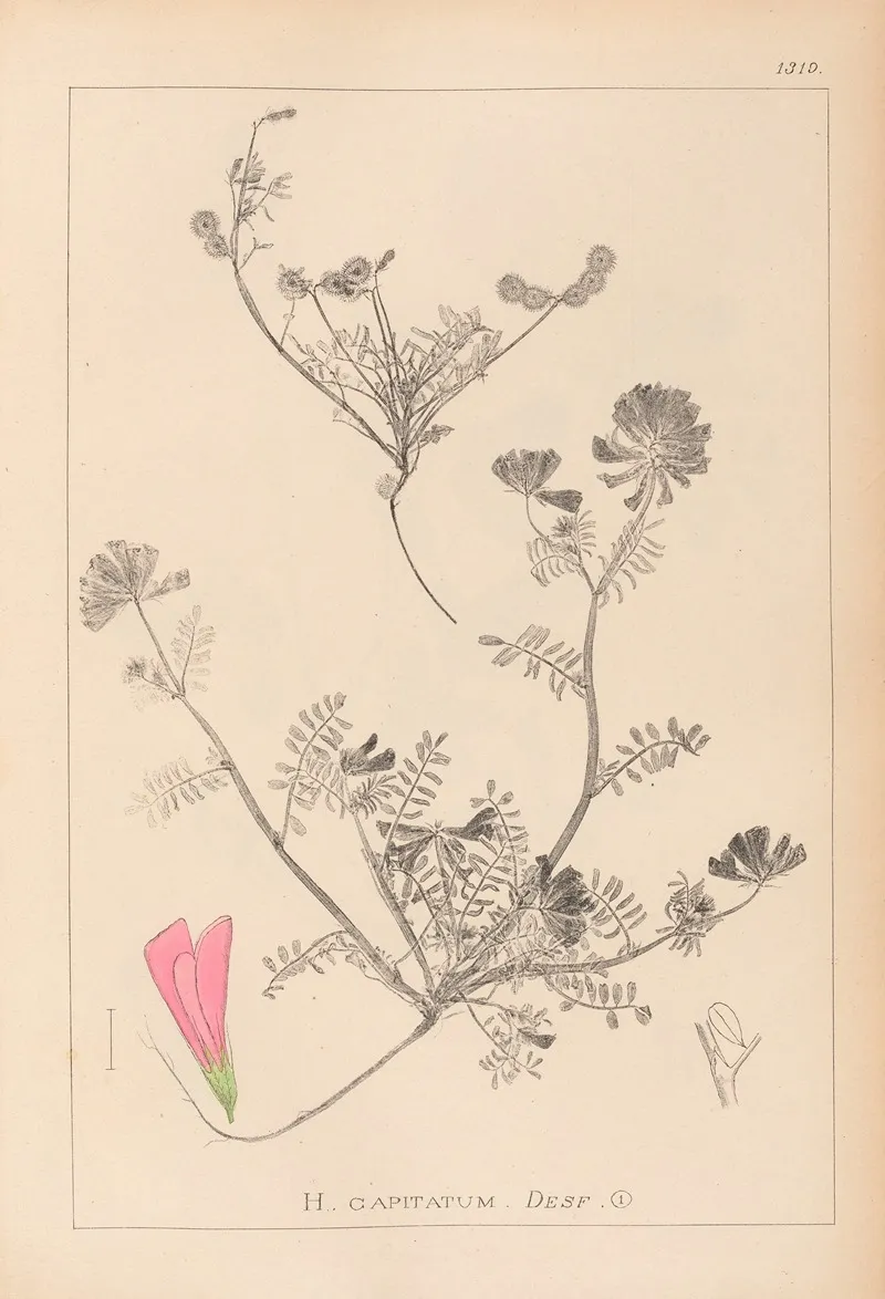 Herbier De La Flore Francaise Pl 0551 Wall Art by Louis Antoine Cusin - High-Resolution Digital Print