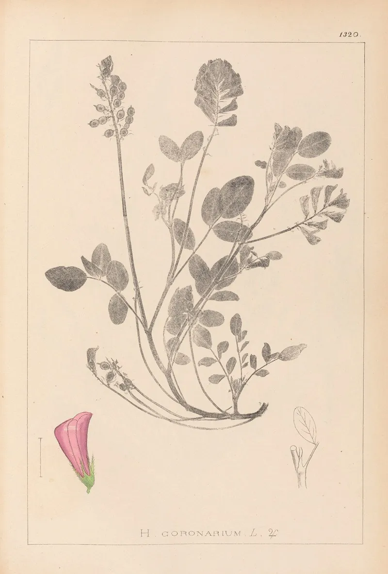 Herbier De La Flore Francaise Pl 0552 Wall Art by Louis Antoine Cusin - High-Resolution Digital Print