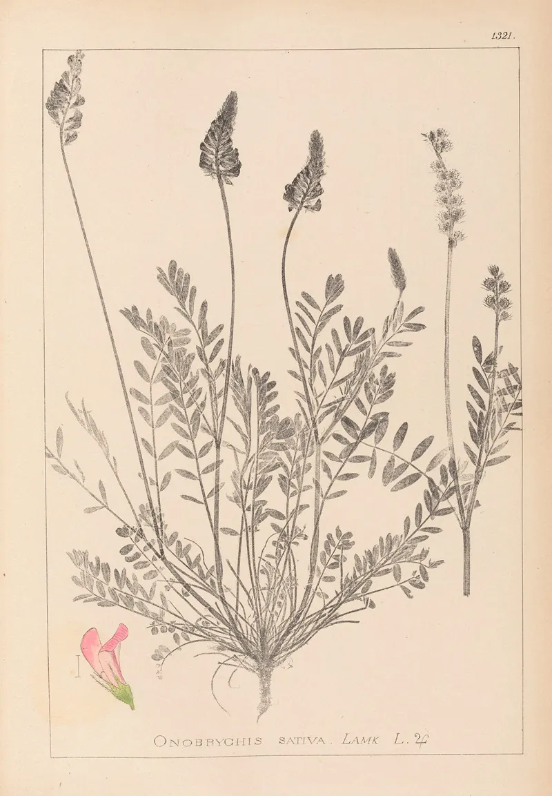 Herbier De La Flore Francaise Pl 0553 Wall Art by Louis Antoine Cusin - High-Resolution Digital Print
