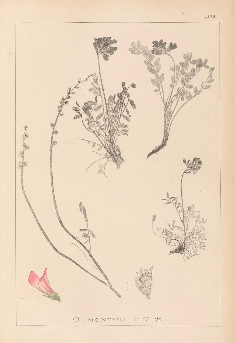 Herbier De La Flore Francaise Pl 0554 Wall Art by Louis Antoine Cusin - High-Resolution Digital Print