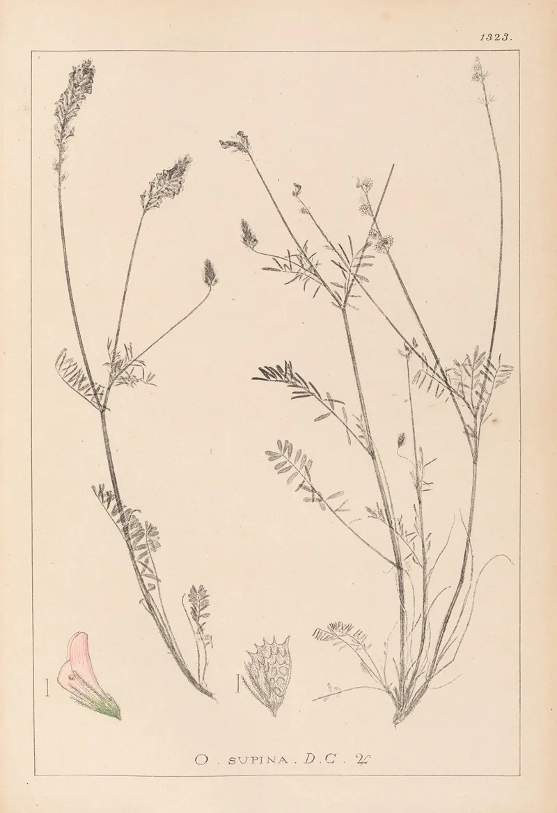 Herbier De La Flore Francaise Pl 0555 Wall Art by Louis Antoine Cusin - High-Resolution Digital Print