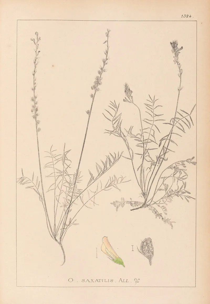 Herbier De La Flore Francaise Pl 0556 Wall Art by Louis Antoine Cusin - High-Resolution Digital Print