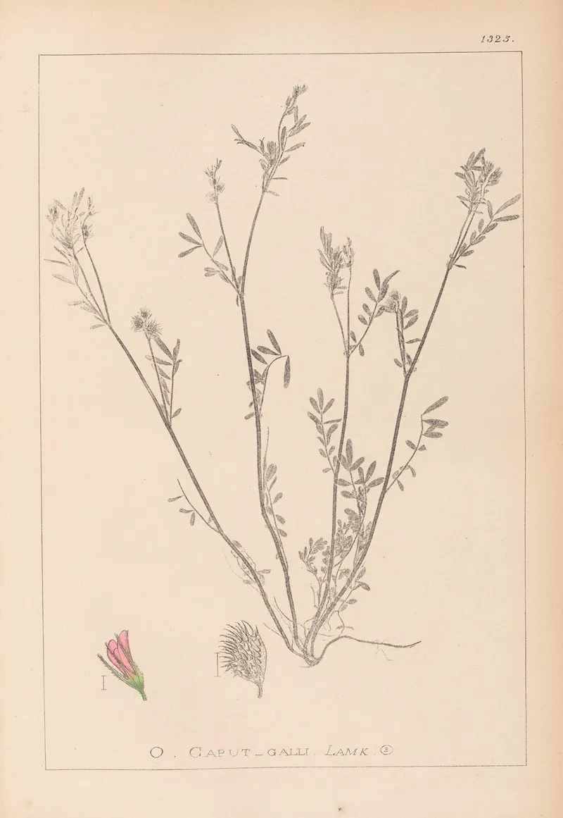 Herbier De La Flore Francaise Pl 0557 Wall Art by Louis Antoine Cusin - High-Resolution Digital Print