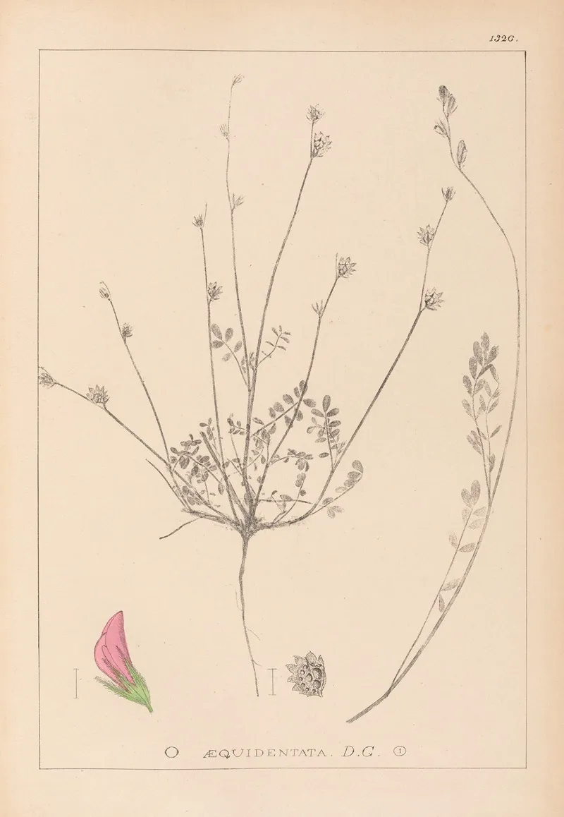 Herbier De La Flore Francaise Pl 0558 Wall Art by Louis Antoine Cusin - High-Resolution Digital Print