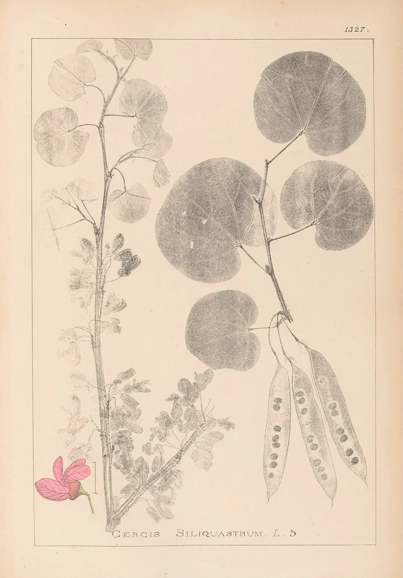 Herbier De La Flore Francaise Pl 0559 Wall Art by Louis Antoine Cusin - High-Resolution Digital Print