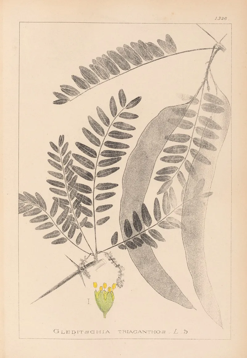 Herbier De La Flore Francaise Pl 0560 Wall Art by Louis Antoine Cusin - High-Resolution Digital Print