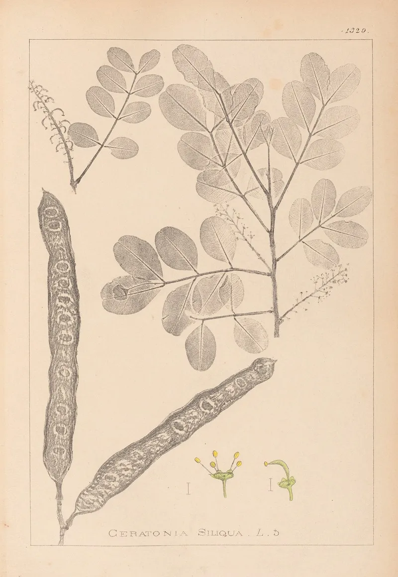 Herbier De La Flore Francaise Pl 0561 Wall Art by Louis Antoine Cusin - High-Resolution Digital Print