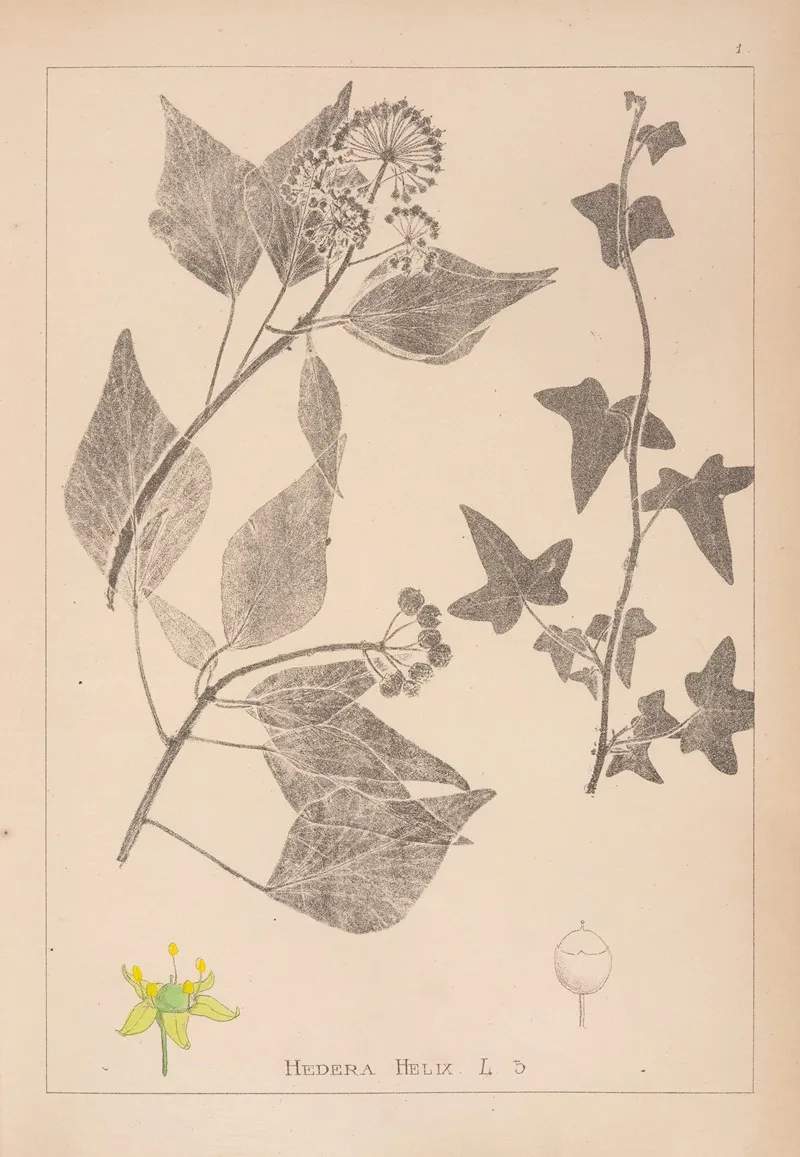 Herbier De La Flore Francaise Pl 0562 Wall Art by Louis Antoine Cusin - High-Resolution Digital Print