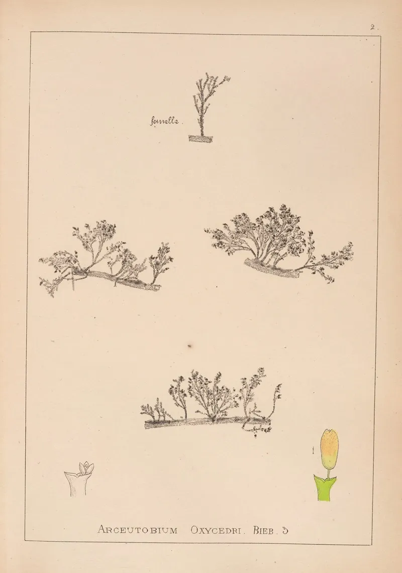 Herbier De La Flore Francaise Pl 0566 Wall Art by Louis Antoine Cusin - High-Resolution Digital Print