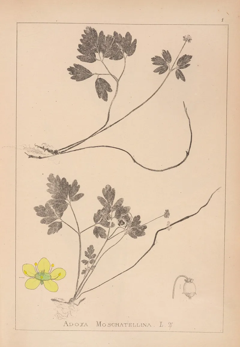 Herbier De La Flore Francaise Pl 0567 Wall Art by Louis Antoine Cusin - High-Resolution Digital Print