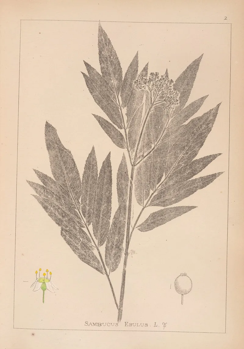 Herbier De La Flore Francaise Pl 0568 Wall Art by Louis Antoine Cusin - High-Resolution Digital Print