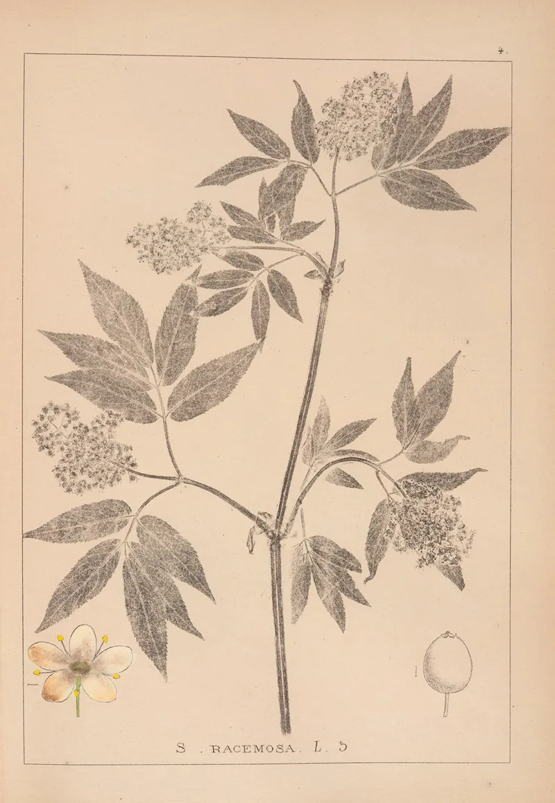 Herbier De La Flore Francaise Pl 0570 Wall Art by Louis Antoine Cusin - High-Resolution Digital Print