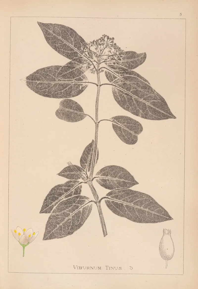 Herbier De La Flore Francaise Pl 0571 Wall Art by Louis Antoine Cusin - High-Resolution Digital Print