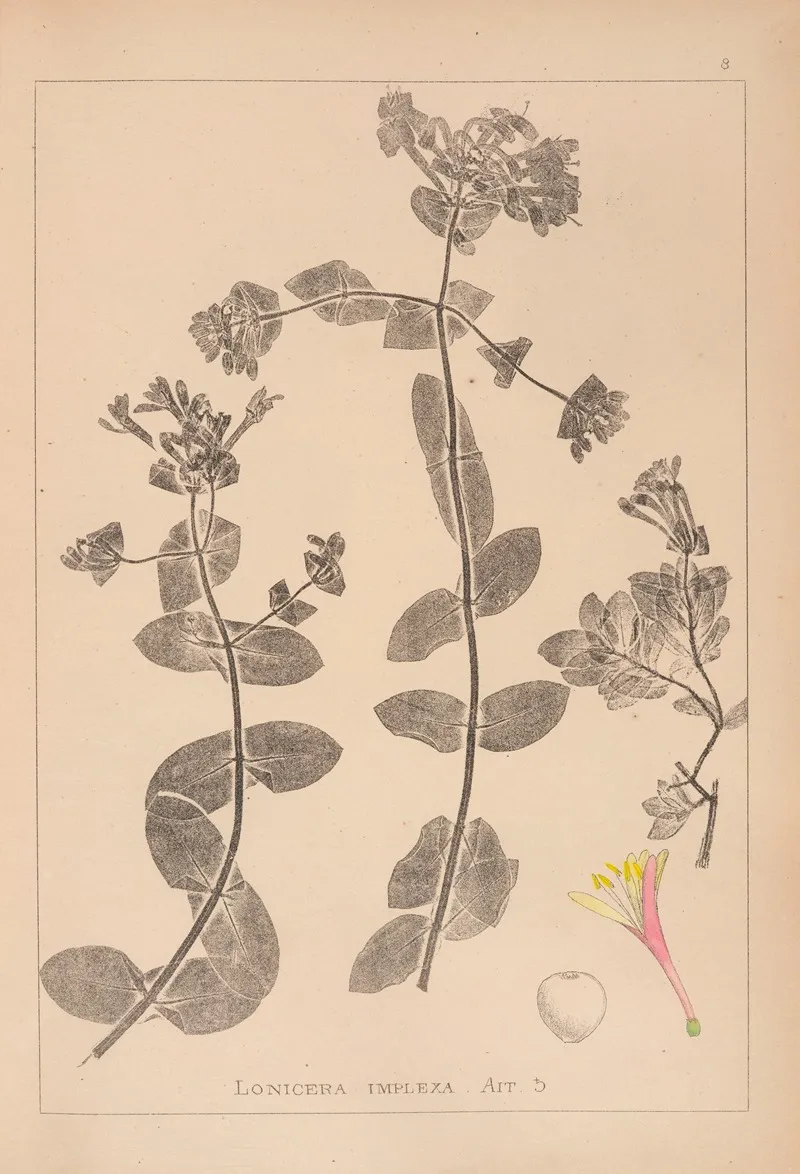 Herbier De La Flore Francaise Pl 0574 Wall Art by Louis Antoine Cusin - High-Resolution Digital Print