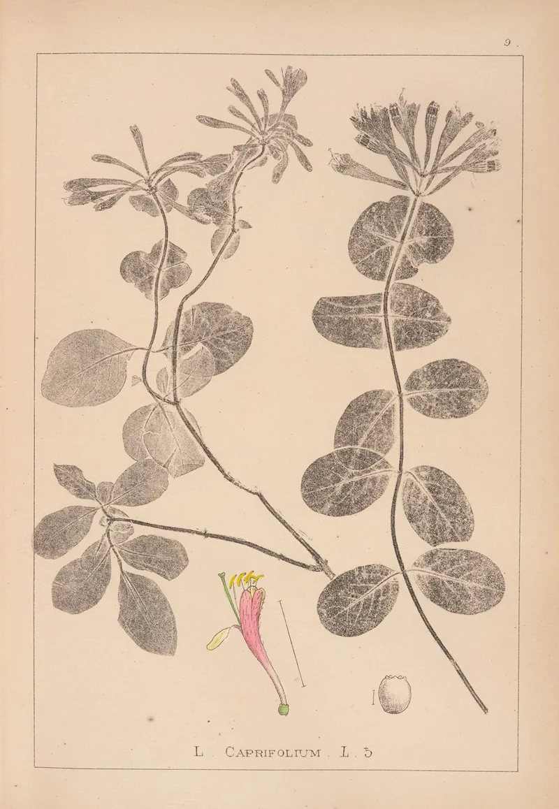 Herbier De La Flore Francaise Pl 0575 Wall Art by Louis Antoine Cusin - High-Resolution Digital Print