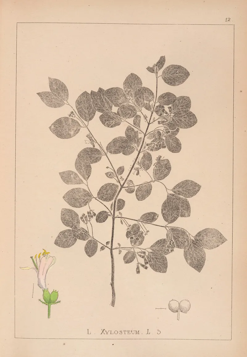 Herbier De La Flore Francaise Pl 0578 Wall Art by Louis Antoine Cusin - High-Resolution Digital Print