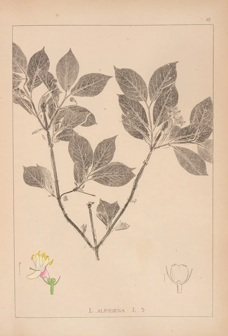 Herbier De La Flore Francaise Pl 0581 Wall Art by Louis Antoine Cusin - High-Resolution Digital Print