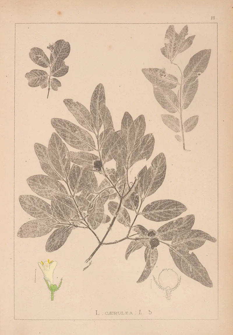 Herbier De La Flore Francaise Pl 0582 Wall Art by Louis Antoine Cusin - High-Resolution Digital Print