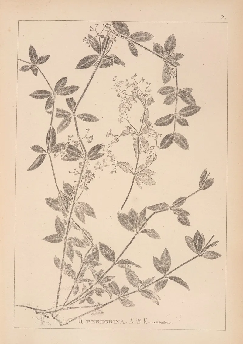 Herbier De La Flore Francaise Pl 0584 Wall Art by Louis Antoine Cusin - High-Resolution Digital Print
