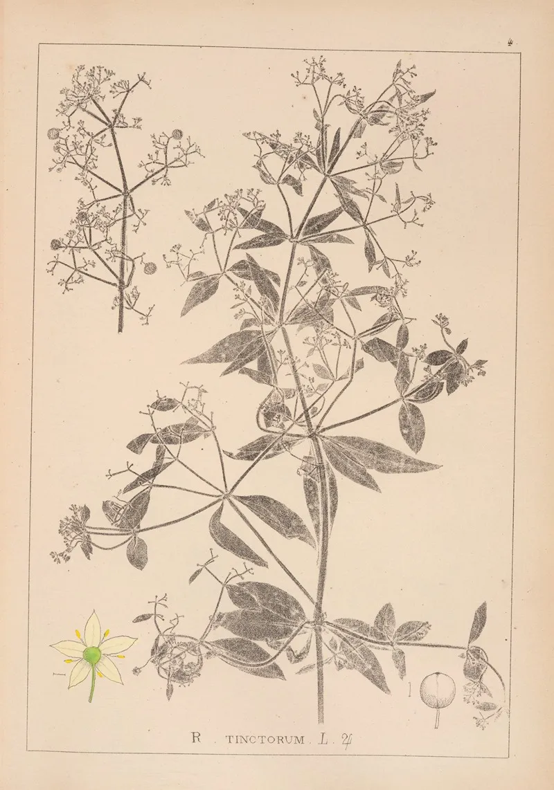 Herbier De La Flore Francaise Pl 0586 Wall Art by Louis Antoine Cusin - High-Resolution Digital Print