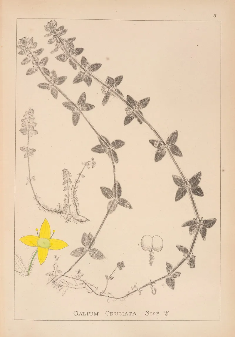 Herbier De La Flore Francaise Pl 0587 Wall Art by Louis Antoine Cusin - High-Resolution Digital Print