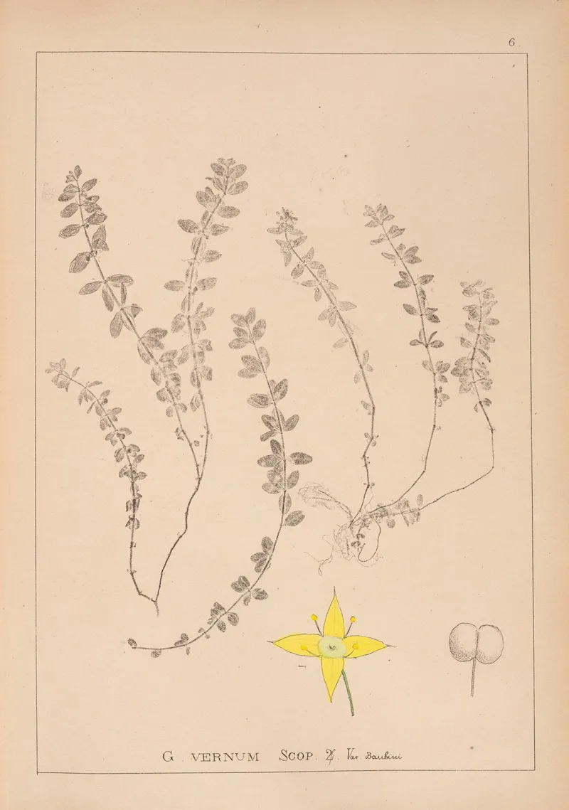 Herbier De La Flore Francaise Pl 0588 Wall Art by Louis Antoine Cusin - High-Resolution Digital Print