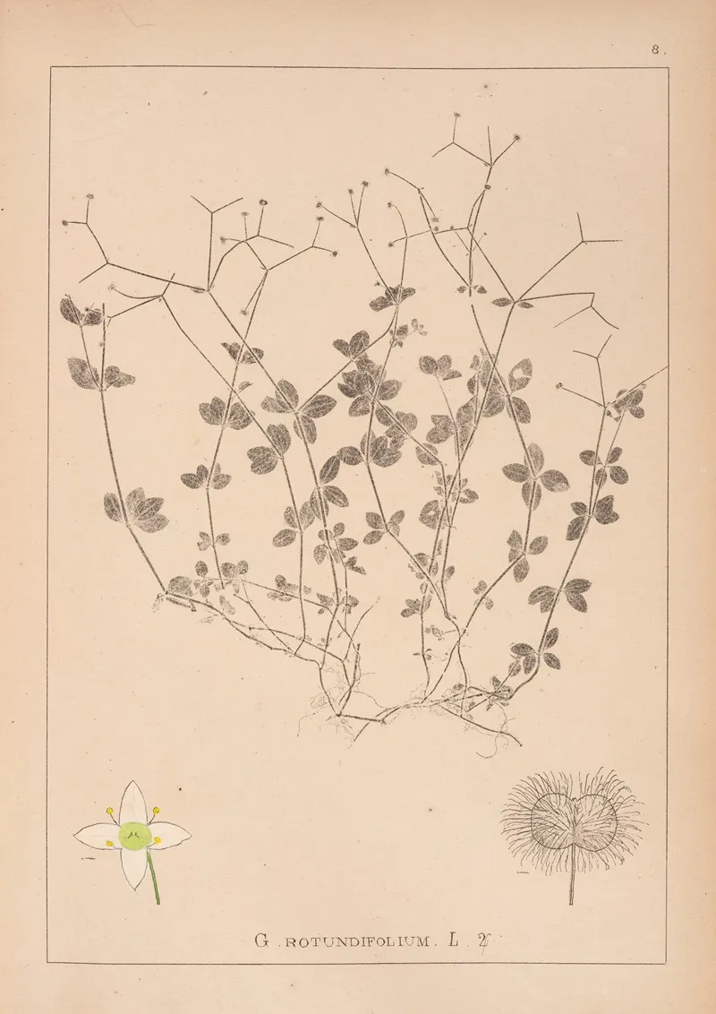 Herbier De La Flore Francaise Pl 0590 Wall Art by Louis Antoine Cusin - High-Resolution Digital Print