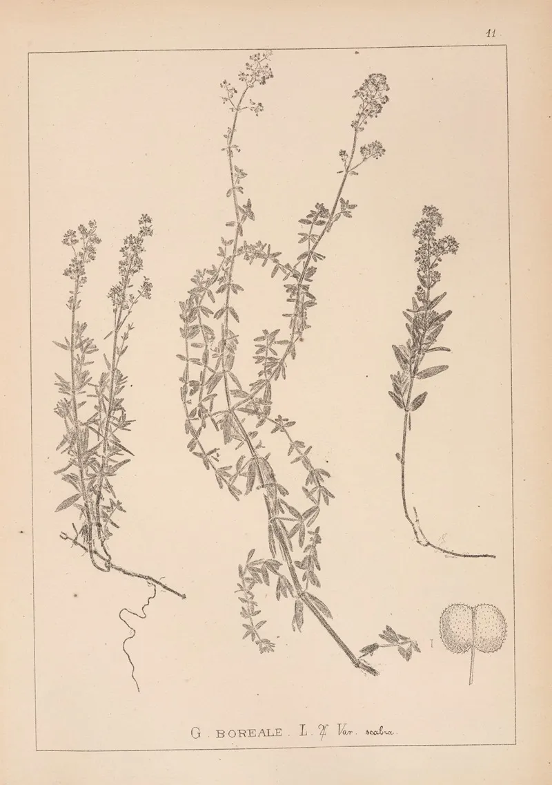 Herbier De La Flore Francaise Pl 0593 Wall Art by Louis Antoine Cusin - High-Resolution Digital Print