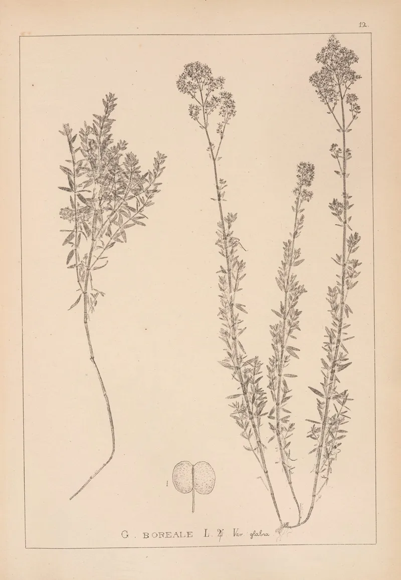 Herbier De La Flore Francaise Pl 0594 Wall Art by Louis Antoine Cusin - High-Resolution Digital Print