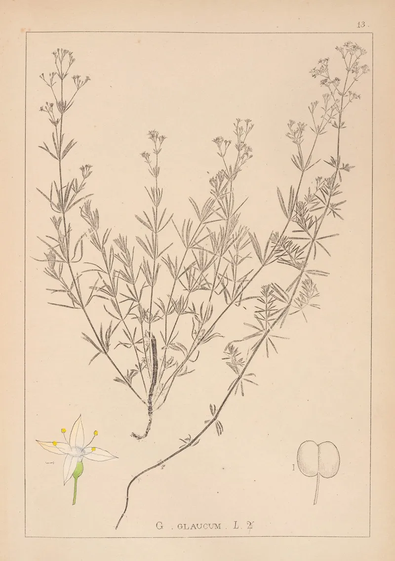 Herbier De La Flore Francaise Pl 0595 Wall Art by Louis Antoine Cusin - High-Resolution Digital Print