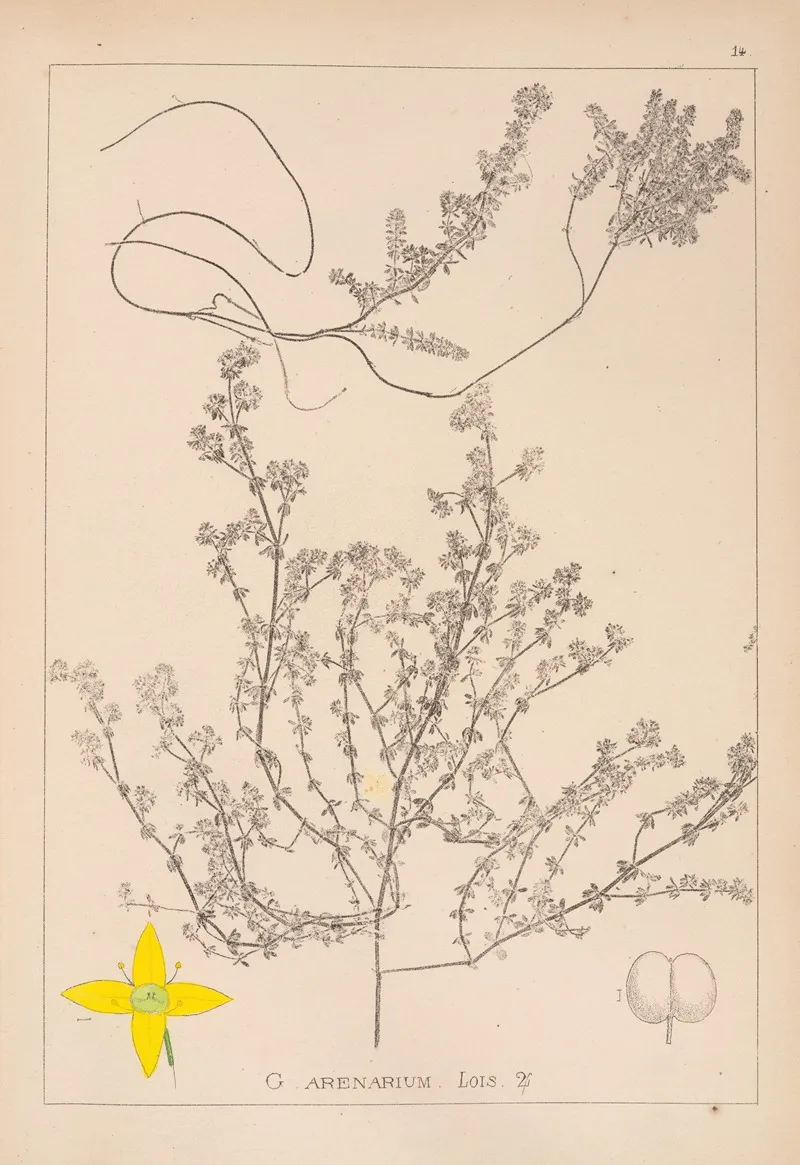 Herbier De La Flore Francaise Pl 0596 Wall Art by Louis Antoine Cusin - High-Resolution Digital Print