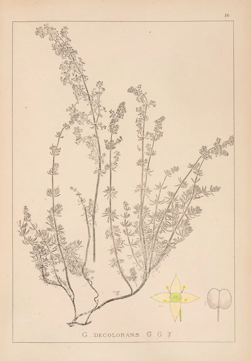 Herbier De La Flore Francaise Pl 0598 Wall Art by Louis Antoine Cusin - High-Resolution Digital Print