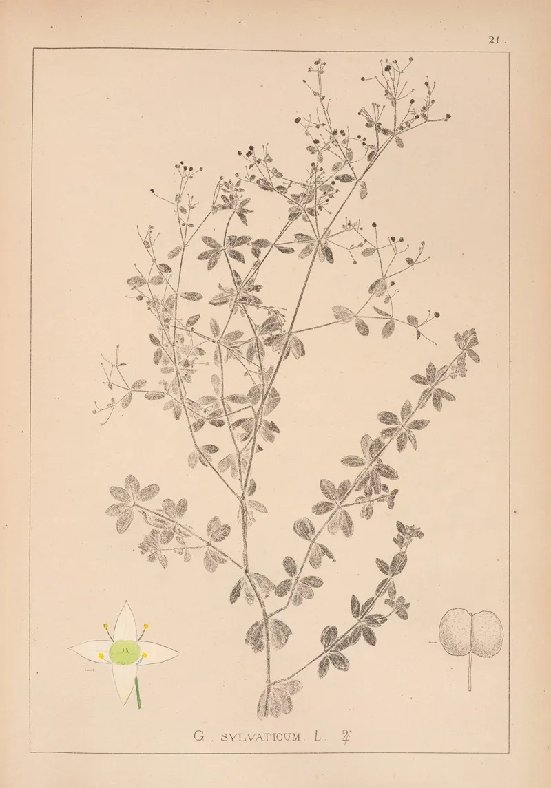 Herbier De La Flore Francaise Pl 0600 Wall Art by Louis Antoine Cusin - High-Resolution Digital Print