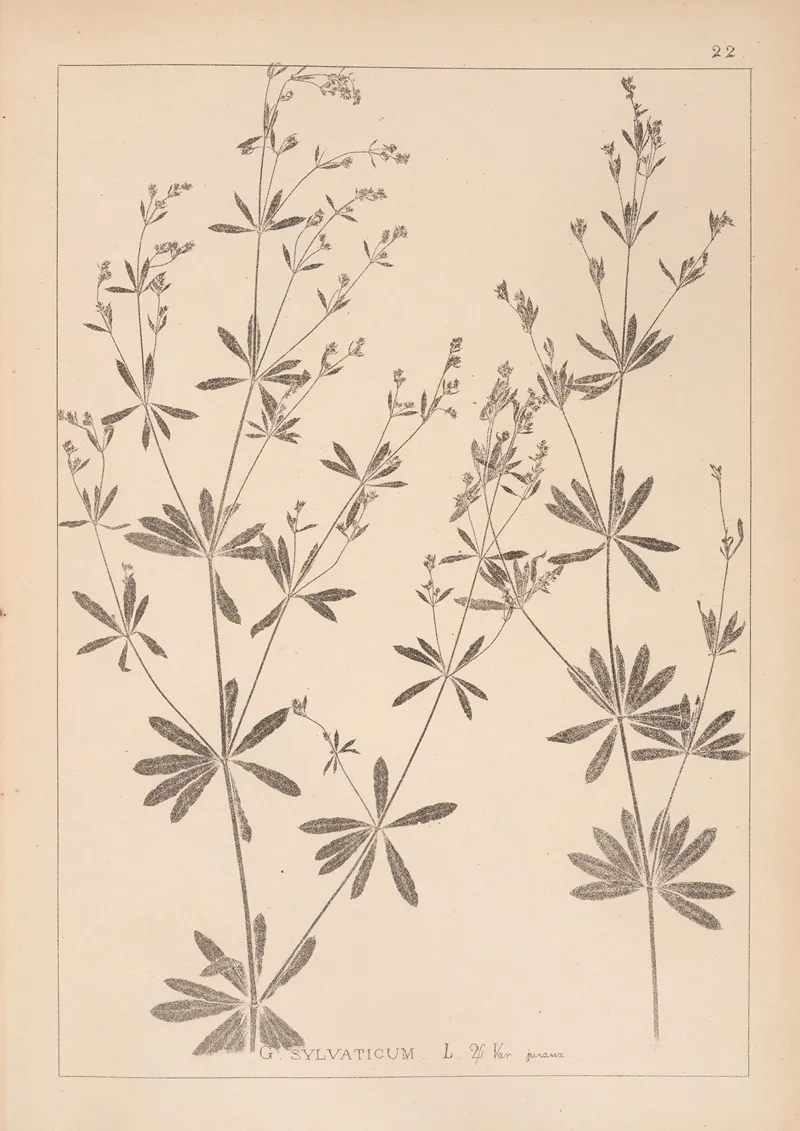 Herbier De La Flore Francaise Pl 0601 Wall Art by Louis Antoine Cusin - High-Resolution Digital Print