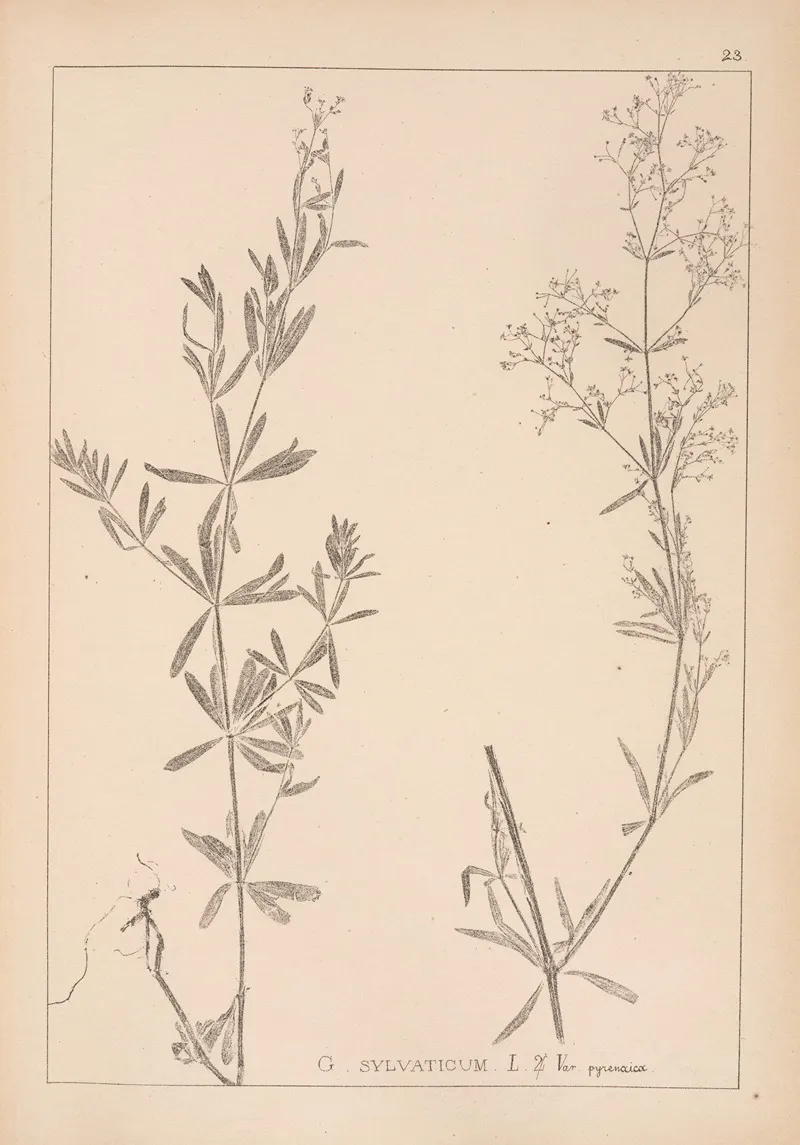 Herbier De La Flore Francaise Pl 0602 Wall Art by Louis Antoine Cusin - High-Resolution Digital Print