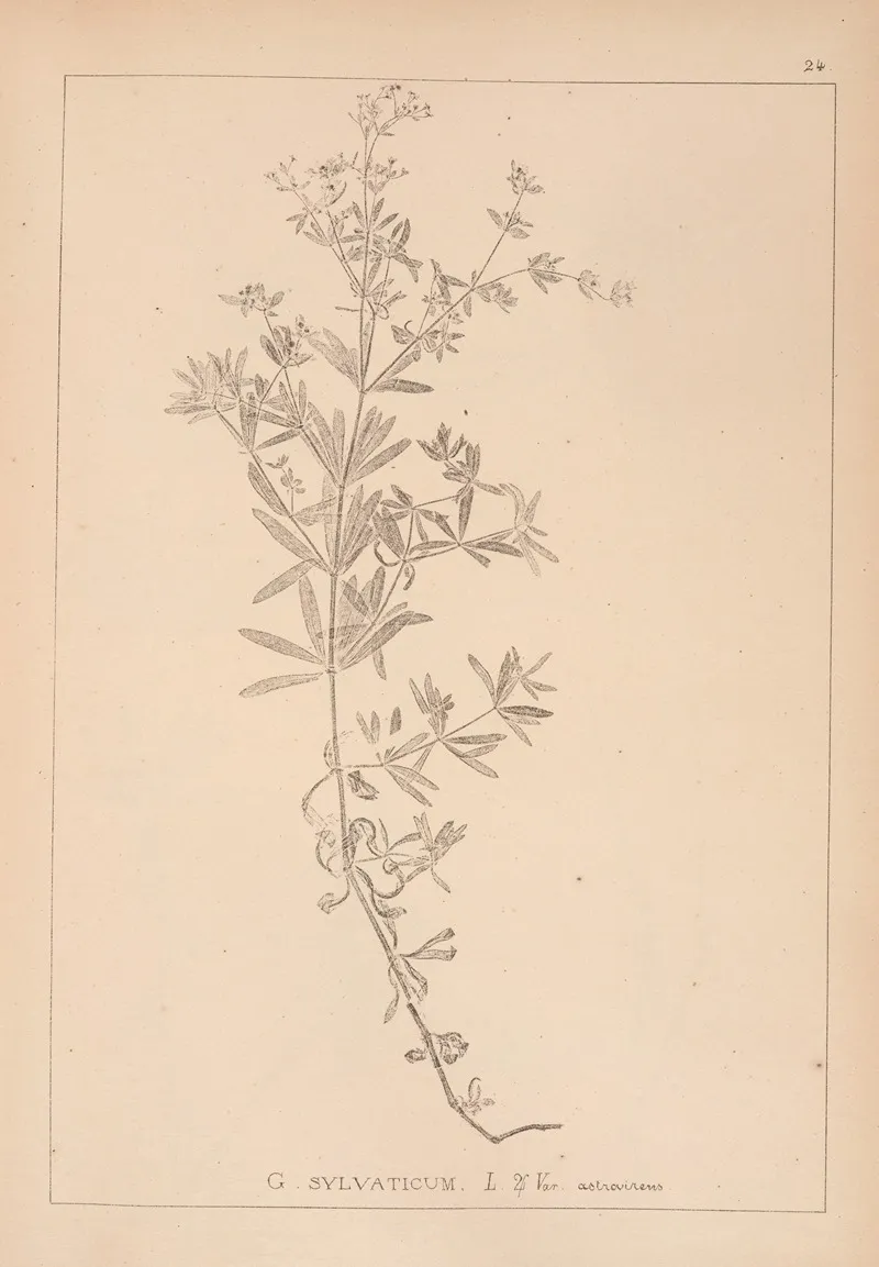 Herbier De La Flore Francaise Pl 0603 Wall Art by Louis Antoine Cusin - High-Resolution Digital Print