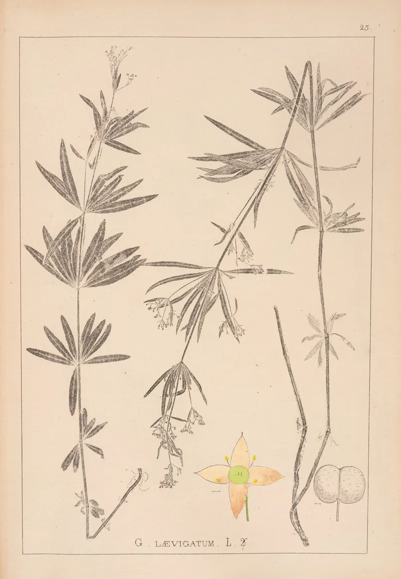 Herbier De La Flore Francaise Pl 0604 Wall Art by Louis Antoine Cusin - High-Resolution Digital Print