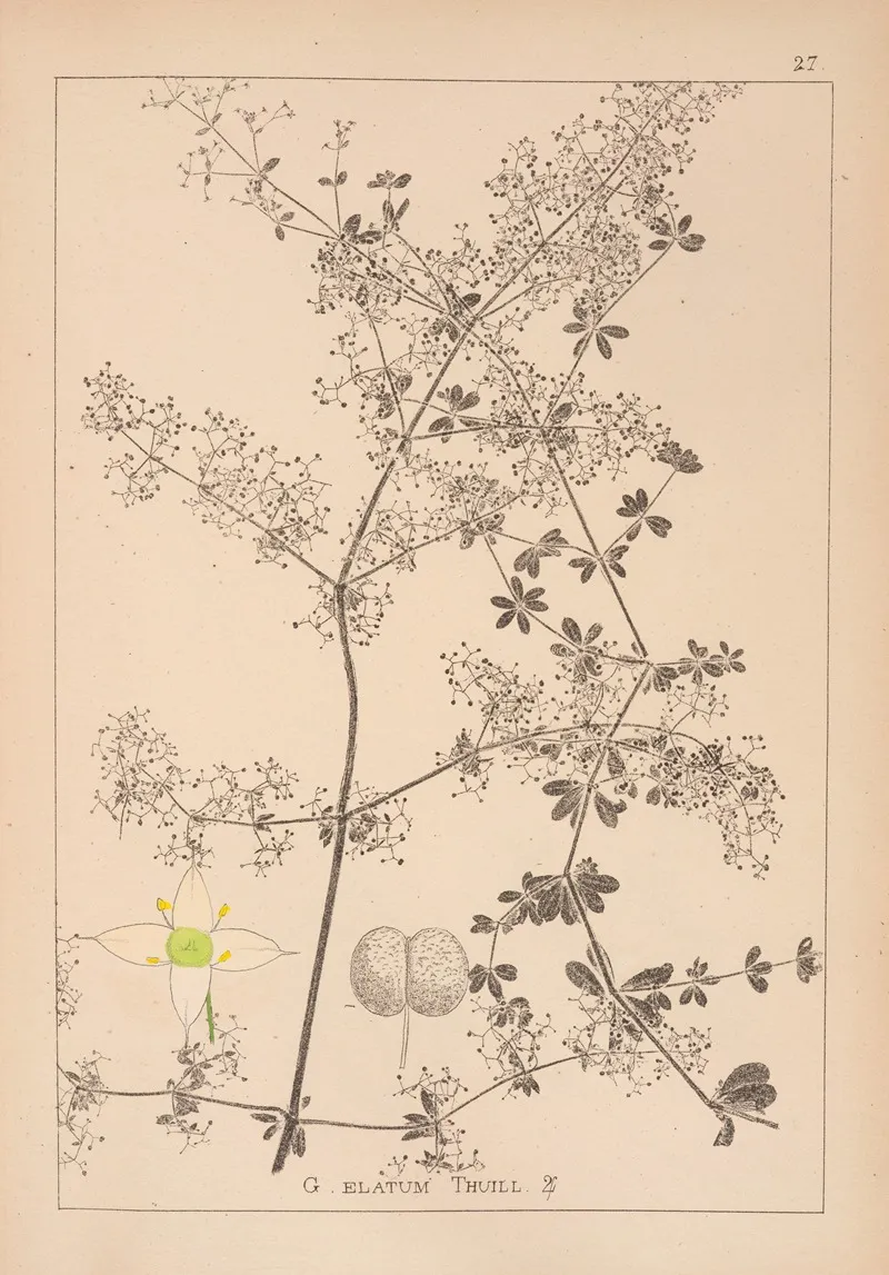 Herbier De La Flore Francaise Pl 0606 Wall Art by Louis Antoine Cusin - High-Resolution Digital Print