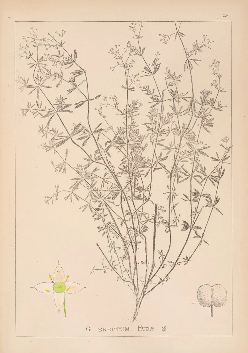 Herbier De La Flore Francaise Pl 0608 Wall Art by Louis Antoine Cusin - High-Resolution Digital Print