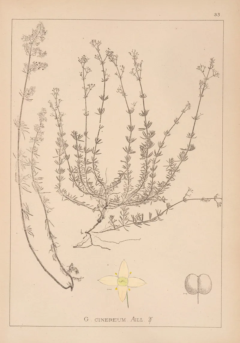 Herbier De La Flore Francaise Pl 0611 Wall Art by Louis Antoine Cusin - High-Resolution Digital Print