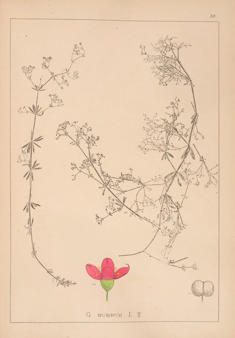 Herbier De La Flore Francaise Pl 0612 Wall Art by Louis Antoine Cusin - High-Resolution Digital Print