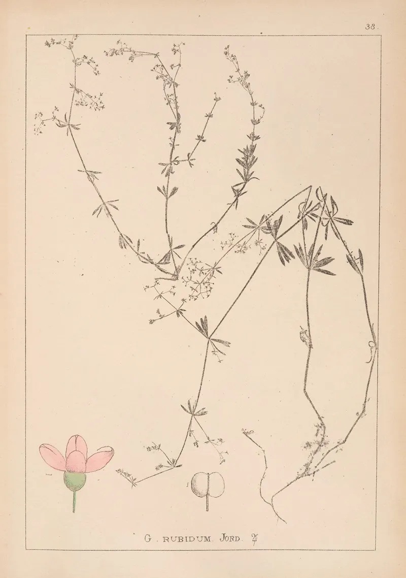 Herbier De La Flore Francaise Pl 0614 Wall Art by Louis Antoine Cusin - High-Resolution Digital Print
