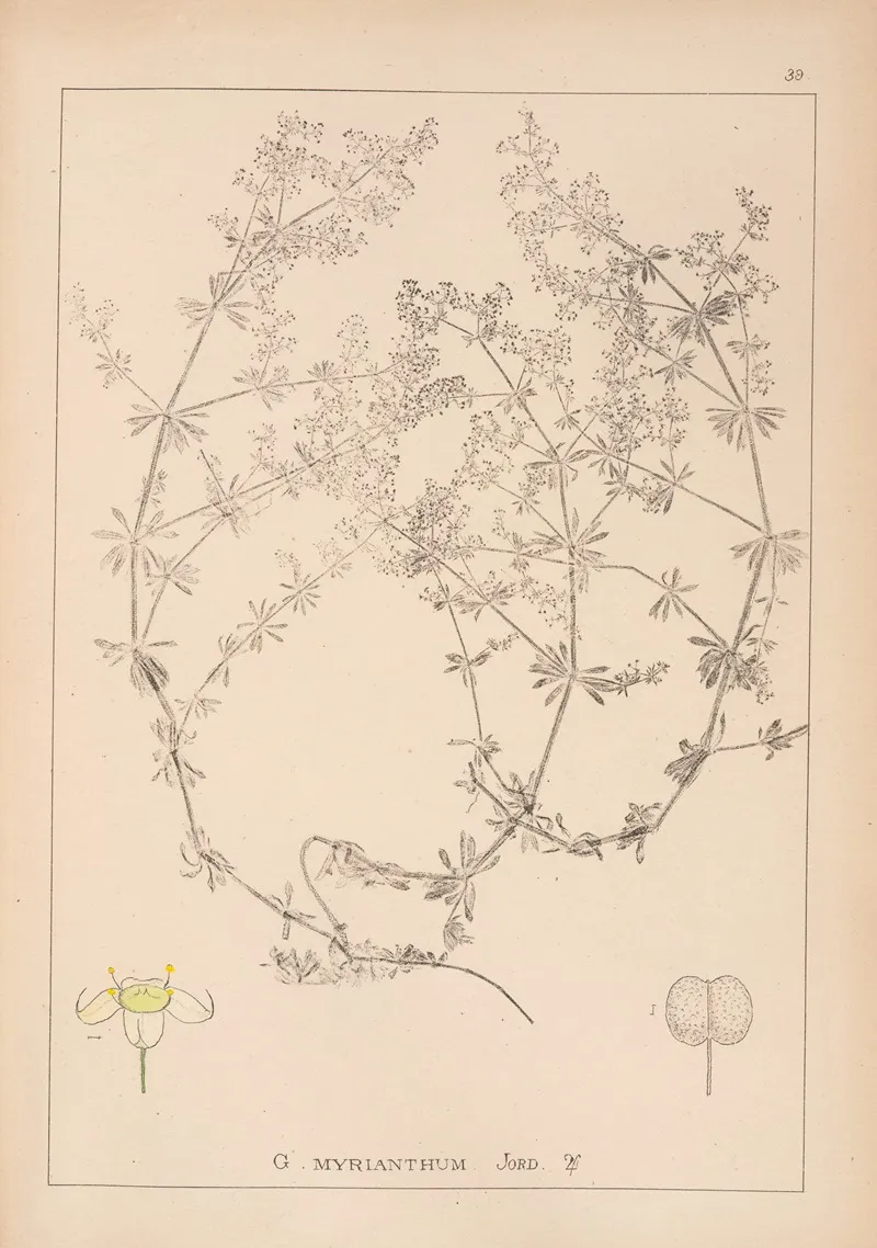 Herbier De La Flore Francaise Pl 0615 Wall Art by Louis Antoine Cusin - High-Resolution Digital Print